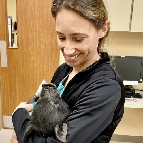 Veterinarian holding a little black piglet